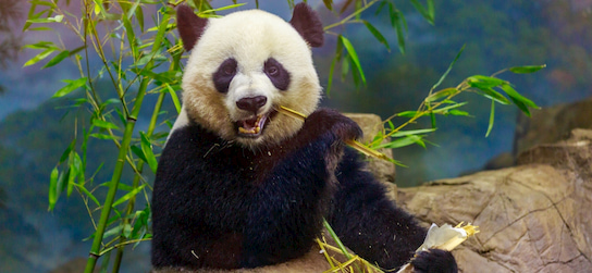 a panda munches bamboo at the Smithsonian National Zoological Park in Washington DC